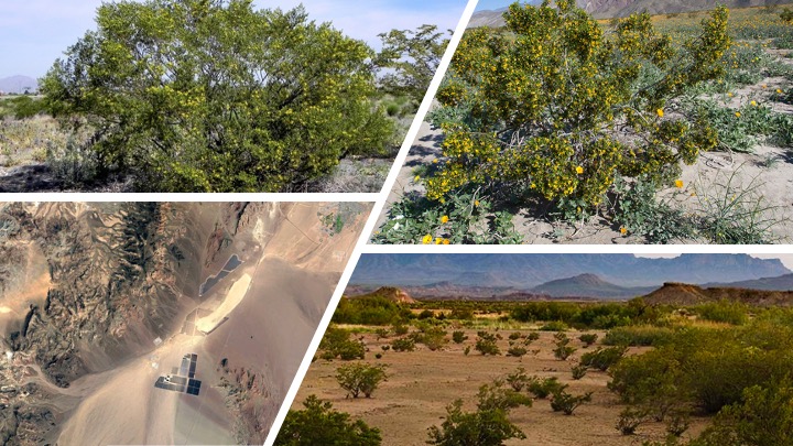 Boulder City landscape