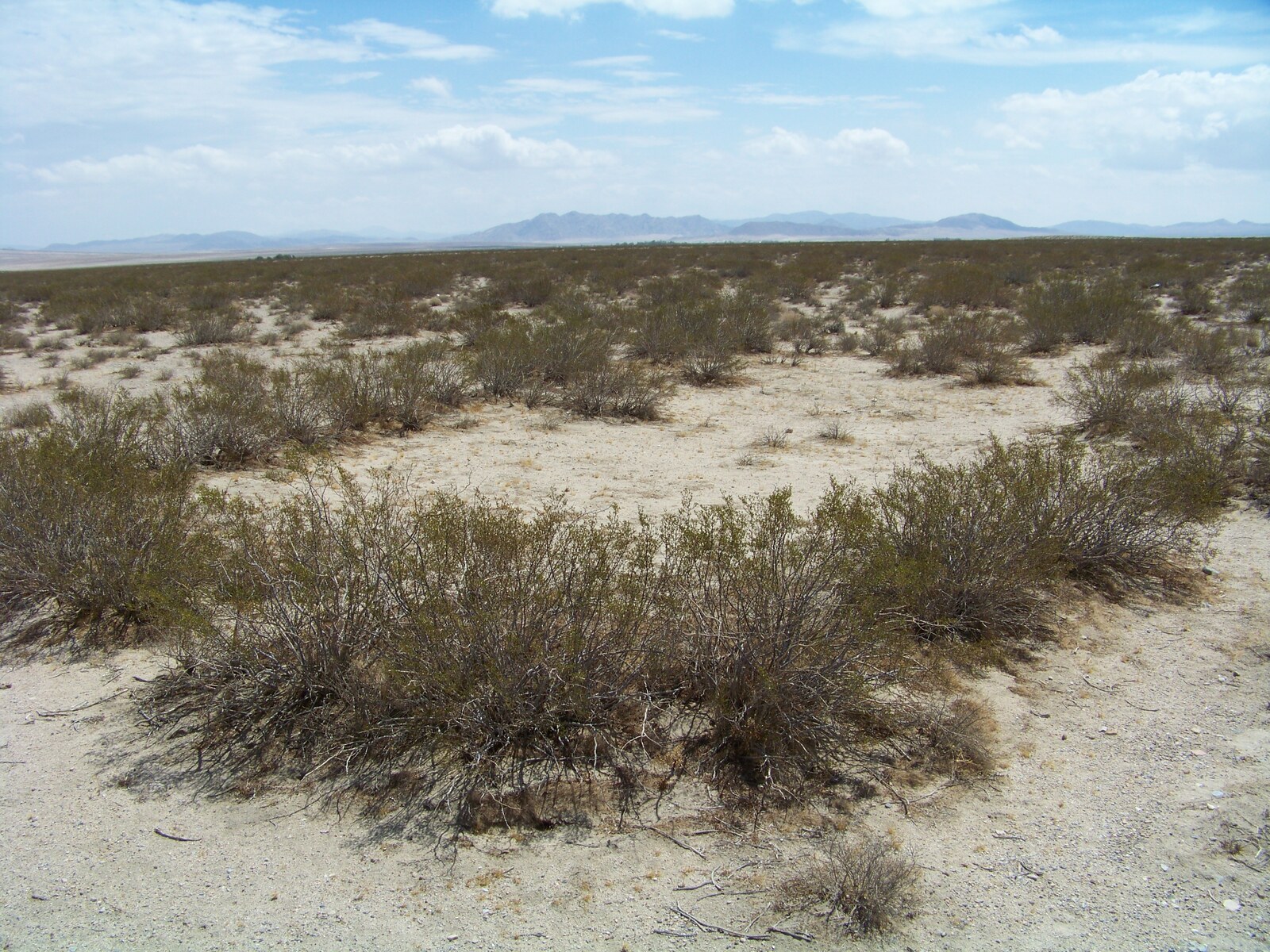 King Clone creosote ring, Mojave Desert
